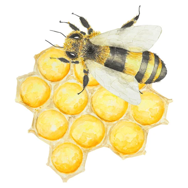 蜜蜂和蜂蜜的水彩画 手绘并隔离在白色背景上 适用于面料 明信片 邀请函 化妆品 烹调书籍等的印刷 — 图库照片