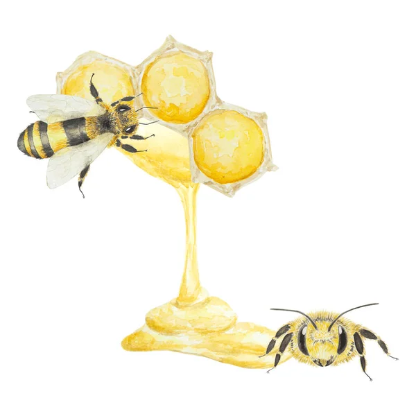 Aquarel Illustratie Van Bij Honing Met Hand Getekend Geïsoleerd Witte — Stockfoto