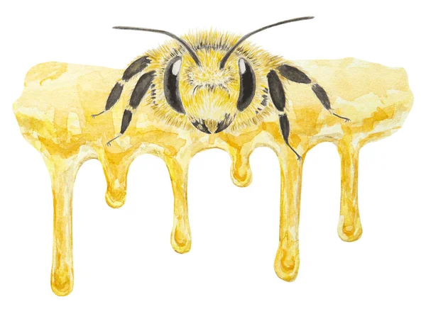 Watercolor Illustration Honey Bee Hand Drawn Isolated White Background Great — Stock Photo, Image