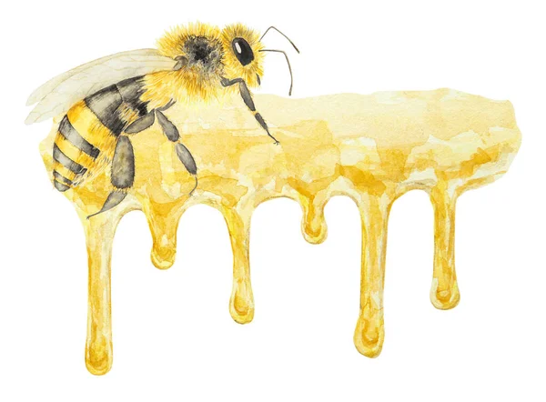 Υδατογραφία Απεικόνιση Του Μελιού Και Της Μέλισσας Χειροποίητο Και Απομονωμένο — Φωτογραφία Αρχείου