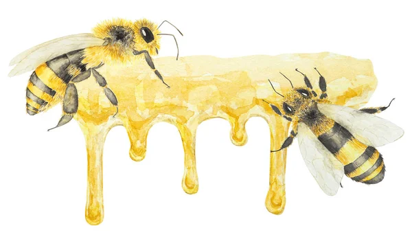 蜂蜜とミツバチの水彩画 白地に手描きで孤立 ポストカード 招待状 メニュー 化粧品 料理本などの印刷に最適です — ストック写真