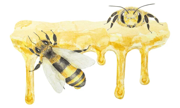 Akvarel Ilustrace Medu Včel Ručně Kreslené Izolované Bílém Pozadí Skvělé — Stock fotografie