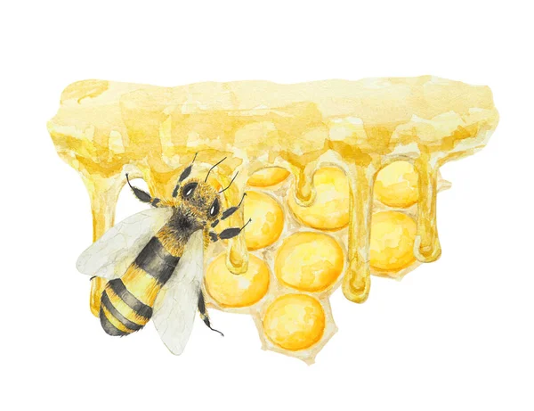 Aquarel Illustratie Van Honing Bij Met Hand Getekend Geïsoleerd Witte — Stockfoto