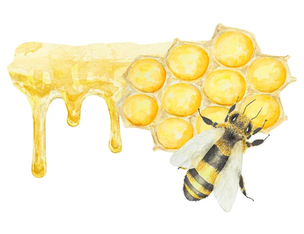 Акварельна Ілюстрація Меду Бджіл Рука Намальована Ізольована Білому Тлі Відмінно — стокове фото