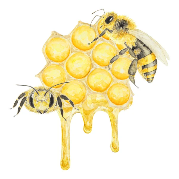 蜂蜜とミツバチの水彩画 白地に手描きで孤立 ポストカード 招待状 メニュー 化粧品 料理本などの印刷に最適です — ストック写真