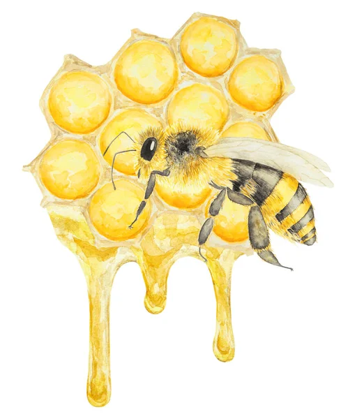 蜂蜜と蜂の水彩画 白地に手描きで孤立 ポストカード 招待状 メニュー 化粧品 料理本などの印刷に最適です — ストック写真