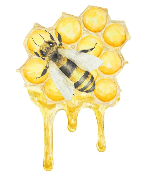 蜂蜜と蜂の水彩画 白地に手描きで孤立 ポストカード 招待状 メニュー 化粧品 料理本などの印刷に最適です — ストック写真