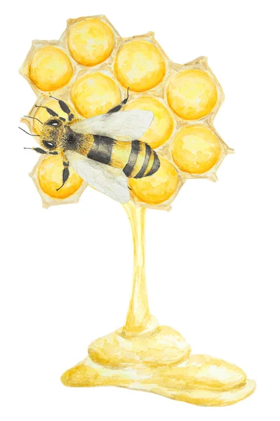 Aquarel Illustratie Van Bij Honing Met Hand Getekend Geïsoleerd Witte — Stockvector