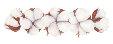 Pamuk tokaları beyaz arka planda izole edilmiş. El yapımı suluboya resim. Tekstil, etiket, kart, davetiye tasarımı için uygun