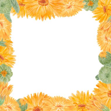 Turuncu takvim resmi suluboya el çizimi. Doğal bitkisel ilaçlar, sağlıklı çay, kozmetik ürünleri ve homeoptik ilaçlar için sarı yapraklı, güneşli fırfırlar.