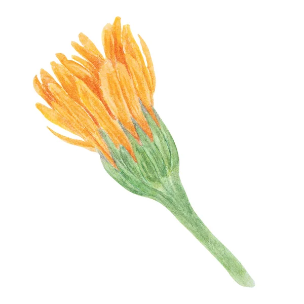 オレンジ色の公式水彩画手描きイラスト 天然ハーブ医学 健康茶 化粧品 家庭用光療法のための黄色の花弁と緑の葉を持つ日当たりの良いルドルの花 — ストック写真