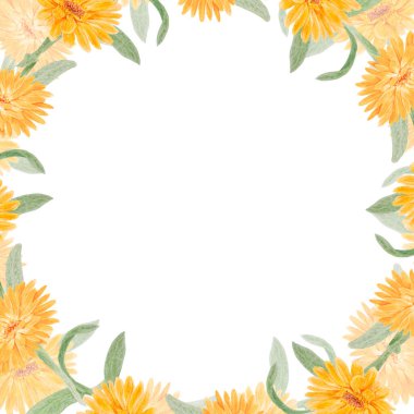 Turuncu Calendula Officinalis. Suluboya el çizimi çizimi. Doğal bitkisel ilaçlar, sağlıklı çay, kozmetik ürünleri ve homeoptik ilaçlar için sarı yapraklı, güneşli fırfırlar.