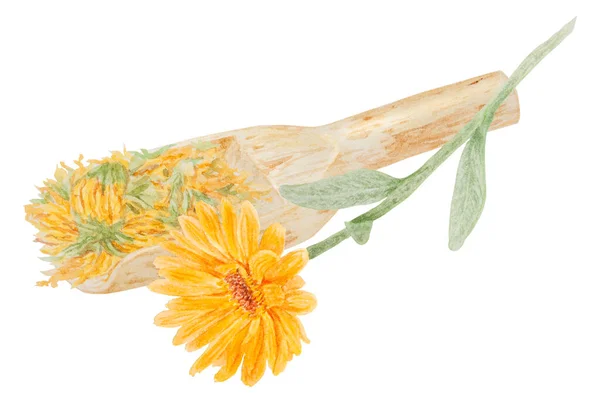 一括製品のための木製スクープでオレンジカレンダーオフィナリス 水彩手描きイラスト 天然の漢方薬 健康茶のための黄色の花弁と緑の葉を持つ日当たりの良いルドルの花 — ストック写真