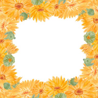 Turuncu Calendula Officinalis. Suluboya el çizimi çizimi. Doğal bitkisel ilaçlar, sağlıklı çay, kozmetik ürünleri ve homeoptik ilaçlar için sarı yapraklı, güneşli fırfırlar.