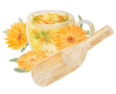 Toptan ürün ve bir fincan çay için ahşap kepçe içinde portakal renkli calendula officinalis. Suluboya el çizimi çizimi. Sarı yapraklı ve yeşil yapraklı, doğal bitkisel ilaçlar için güneşli fırfırlar.