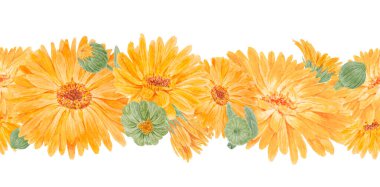 Turuncu Calendula Officinalis. Suluboya el çizimi çizimi. Doğal bitkisel ilaçlar, sağlıklı çay, kozmetik ürünleri ve homeoptik ilaçlar için sarı yapraklı, güneşli fırfırlar.