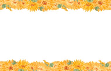 Turuncu Calendula Officinalis. Suluboya el çizimi çizimi. Doğal bitkisel ilaçlar, sağlıklı çay, kozmetik ürünleri ve homeoptik ilaçlar için sarı yapraklı, güneşli fırfırlar.