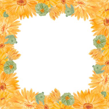 Turuncu Calendula Officinalis. Suluboya el çizimi çizimi. Doğal bitkisel ilaçlar, sağlıklı çay, kozmetik ürünleri ve homeoptik ilaçlar için sarı yapraklı, güneşli fırfırlar.