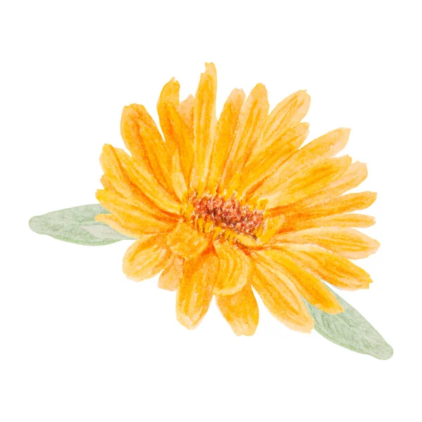 オレンジ色の公式水彩画手描きイラスト 天然ハーブ医学 健康茶 化粧品 家庭用光療法のための黄色の花弁と緑の葉を持つ日当たりの良いルドルの花 — ストック写真