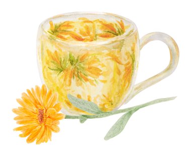 Turuncu takvim ve bir fincan çay lütfen. Suluboya el çizimi çizimi. Doğal bitkisel ilaçlar, sağlıklı çay, kozmetik ürünler için sarı yapraklar ve yeşil yapraklı, güneşli fırfırlar.