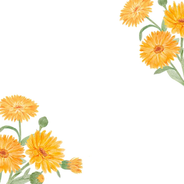 Laranja Calêndula Officinalis Watercolor Ilustração Desenhada Mão Ruddles Ensolarados Flor — Fotografia de Stock