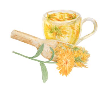 Toptan ürün ve bir fincan çay için ahşap kepçe içinde portakal renkli calendula officinalis. Suluboya el çizimi çizimi. Sarı yapraklı ve yeşil yapraklı, doğal bitkisel ilaçlar için güneşli fırfırlar.