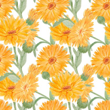 Turuncu Calendula Officinalis. Suluboya el çizimi çizimi. Doğal bitkisel ilaçlar, sağlıklı çay, kozmetik ürünleri ve homeoptik ilaçlar için sarı yapraklı, güneşli fırfırlar.