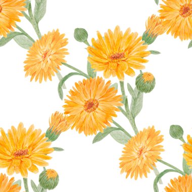 Turuncu Calendula Officinalis. Suluboya el çizimi çizimi. Doğal bitkisel ilaçlar, sağlıklı çay, kozmetik ürünleri ve homeoptik ilaçlar için sarı yapraklı, güneşli fırfırlar.