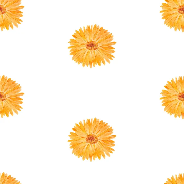 Caléndula Oficinal Naranja Acuarela Ilustración Dibujada Mano Ruddles Soleados Flor —  Fotos de Stock