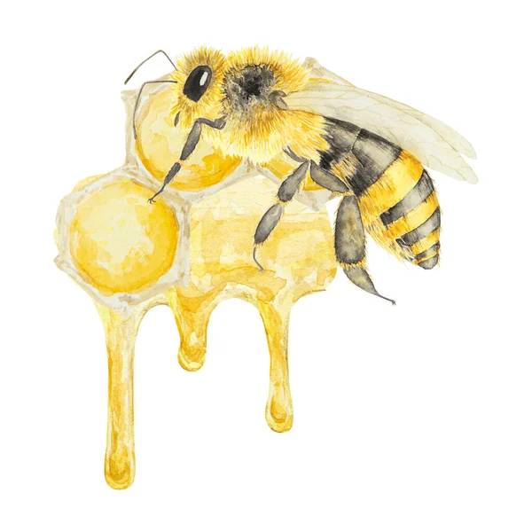 Aquarell Illustration Von Honig Und Bienen Handgezeichnet Und Isoliert Auf — Stockfoto
