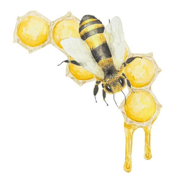 Méz Méhek Akvarell Illusztrációja Kézzel Rajzolt Elszigetelt Fehér Háttérrel Nagyszerű — Stock Fotó