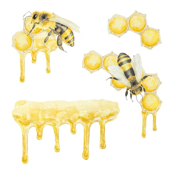 Akwarelowa Ilustracja Miodu Pszczół Ręcznie Rysowane Izolowane Białym Tle Świetne — Zdjęcie stockowe