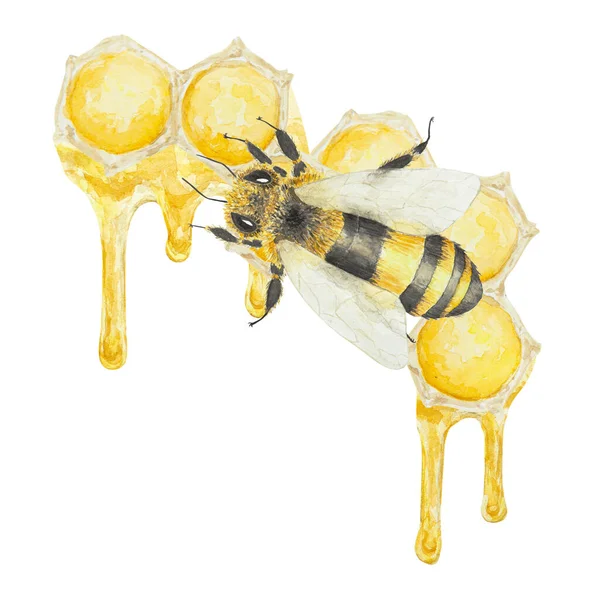 蜂蜜和蜜蜂的水彩画 手绘并隔离在白色背景上 适用于面料 明信片 邀请函 化妆品 烹调书籍等的印刷 — 图库照片