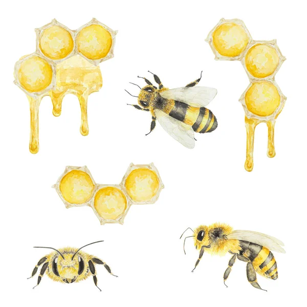 Aquarel Illustratie Van Honing Bijen Met Hand Getekend Geïsoleerd Witte — Stockfoto