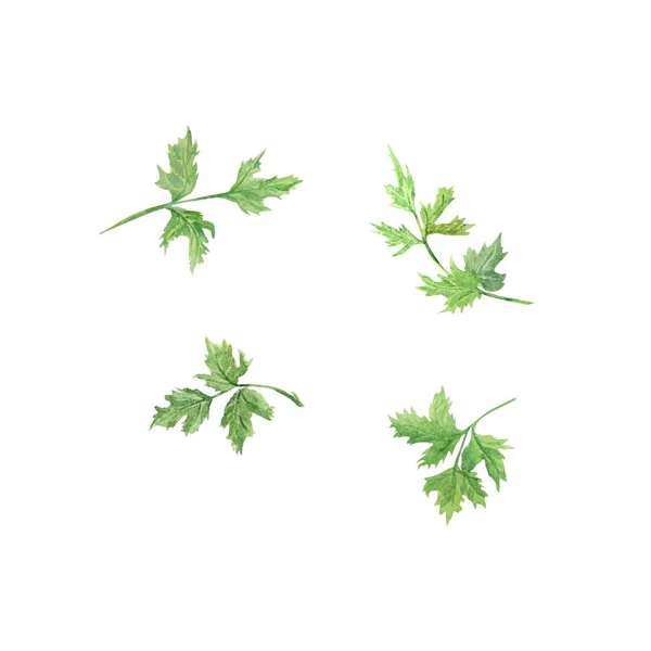 stock image Watercolor illustration of green parsley leaves, hand drawn in watercolor and isolated on a white background. Great for printing on fabric, postcards, invitations, menus and more.