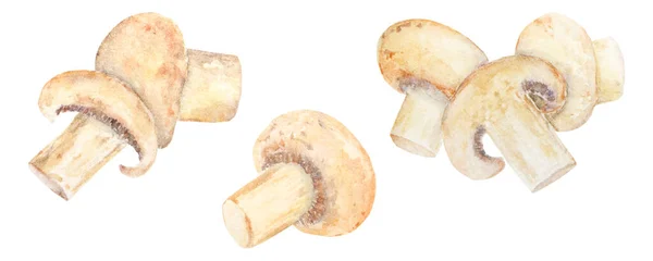 Watercolor Illustration Champignons Hand Drawn Watercolor Isolated White Background Great — Stock Photo, Image