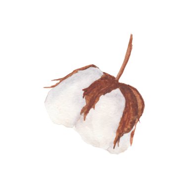 Beyaz arka planda pamuk boll çizimi izole edildi. El yapımı suluboya resim. Tekstil, etiket, kart, davetiye tasarımı için uygun