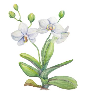 Beyaz orkide. Narin botanik suluboya el çizimi. Davetiyeler, tekstil, hediyeler, paketleme, çiçekçilik için tırman