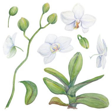 Beyaz orkide. Narin botanik suluboya el çizimi. Davetiyeler, tekstil, hediyeler, paketleme, çiçekçilik için tırman