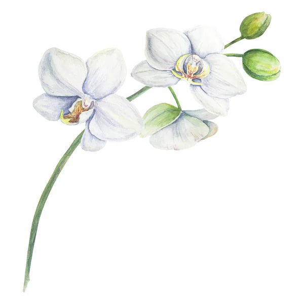 白い蘭 繊細な植物水彩画手描きイラスト 招待状 ギフト 花粉のためのクリップアート — ストック写真