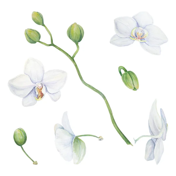 白い蘭 繊細な植物水彩画手描きイラスト 招待状 ギフト 花粉のためのクリップアート — ストック写真