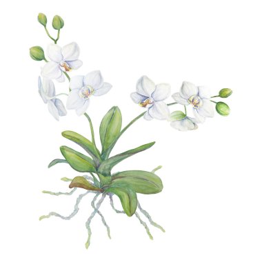 Kökleri olan beyaz orkide. Narin botanik suluboya el çizimi. Davetiyeler, tekstil, hediyeler, paketleme, çiçekçilik için tırman