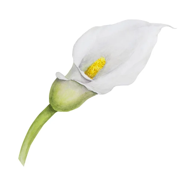 白い萼片の水色の小花を咲かせます 結婚式の招待状 花屋のサロン 化粧品 美しさのブティックのための手描きの花のイラスト 織物のための隔離された熱帯水のアームの花 — ストック写真