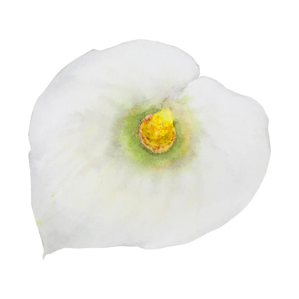 白い萼片の水色の小花を咲かせます 結婚式の招待状 花屋のサロン 化粧品 美しさのブティックのための手描きの花のイラスト 織物のための隔離された熱帯水のアームの花 — ストック写真
