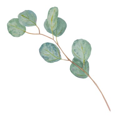 Okaliptüs dallı suluboya el çiçek çizimi. Yeşillik yapraklarının botanik tablosu izole edilmiş. Davetiye, düğün ve tebrik kartlarının dekoratif tasarımı için iyi bir unsur.