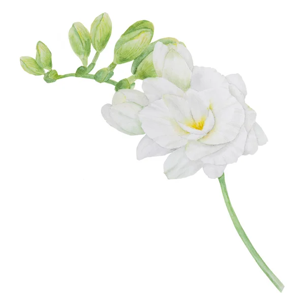 白いフリージアの花の水彩画の一部 結婚式の招待状 美容室のための手描きの花のイラスト プリント ポスターのための熱帯 春の花 — ストック写真