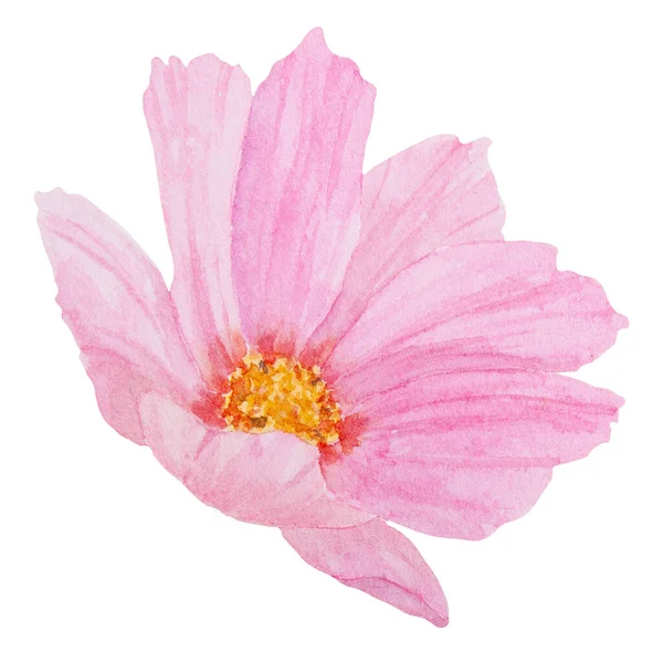 Giardino Rosa Cosmos Acquerello Illustrazione Pittura Botanica Disegnata Mano Schizzo — Foto Stock