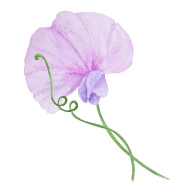 Bahçe leylağı, menekşe, pembe latirus suluboya çizimi. El çizimi botanik resim, çiçek çizimi. Düğün davetiyelerinin yaz ya da sonbahar tasarımı için renkli bezelye çiçekleri.