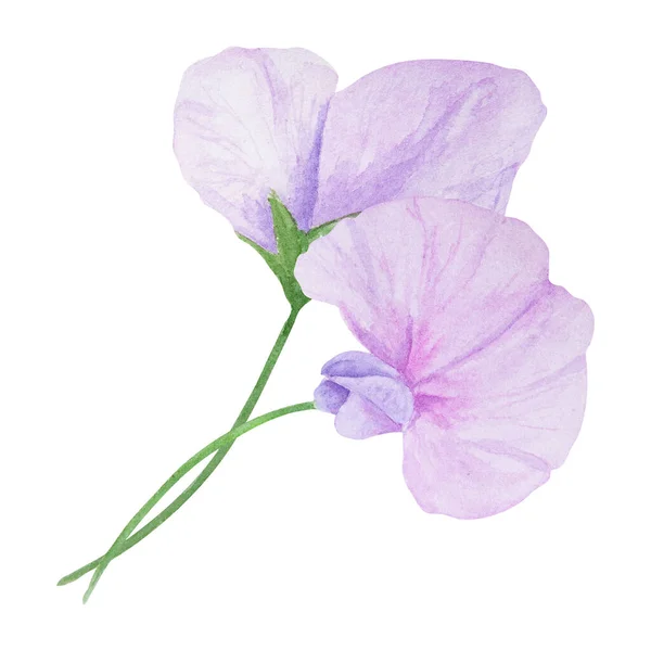 Giardino Lilla Viola Rosa Lathyrus Acquerello Illustrazione Pittura Botanica Disegnata — Foto Stock
