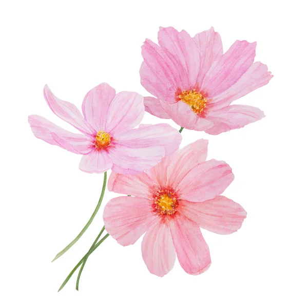 Garden pink Cosmos boquet watercolor illustration. Hand drawn botanical painting, floral sketch. Colorful preety flower clipart for summer or autumn design of wedding invitation, prints, greetings